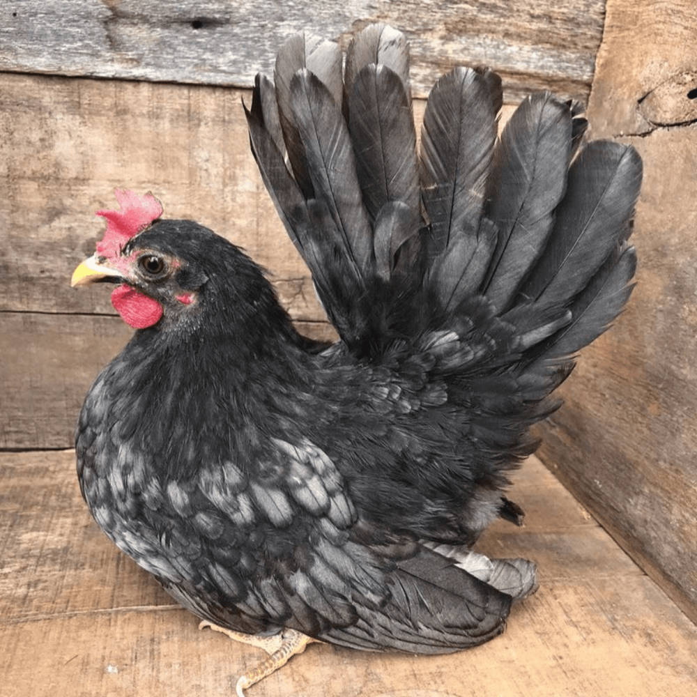Ayam Kate Ceper