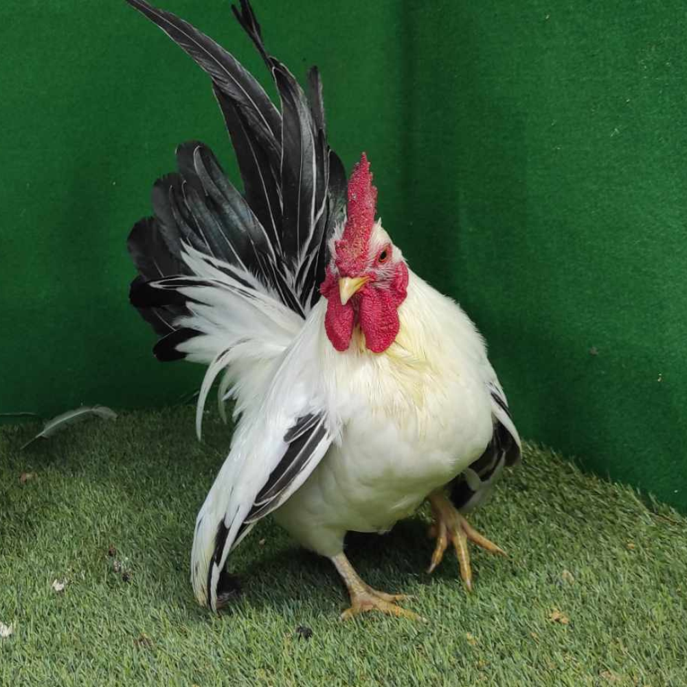 Ayam Kate Chabo