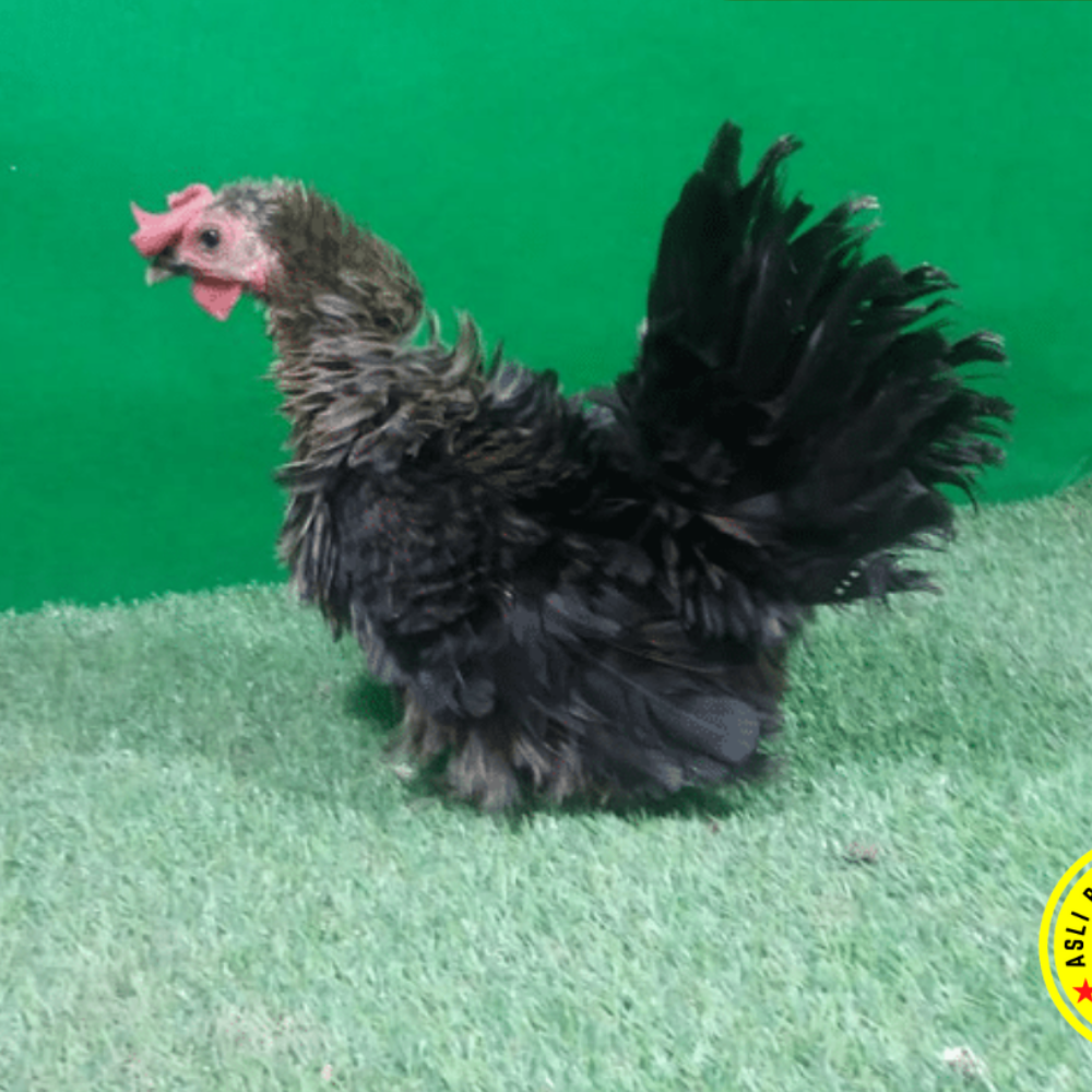 Ayam Kate Walik