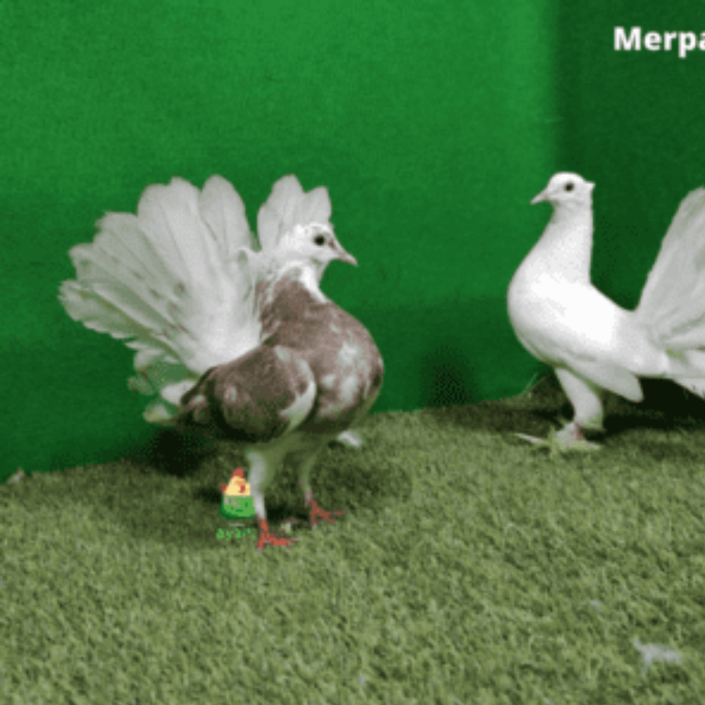 Merpati Kipas Persi