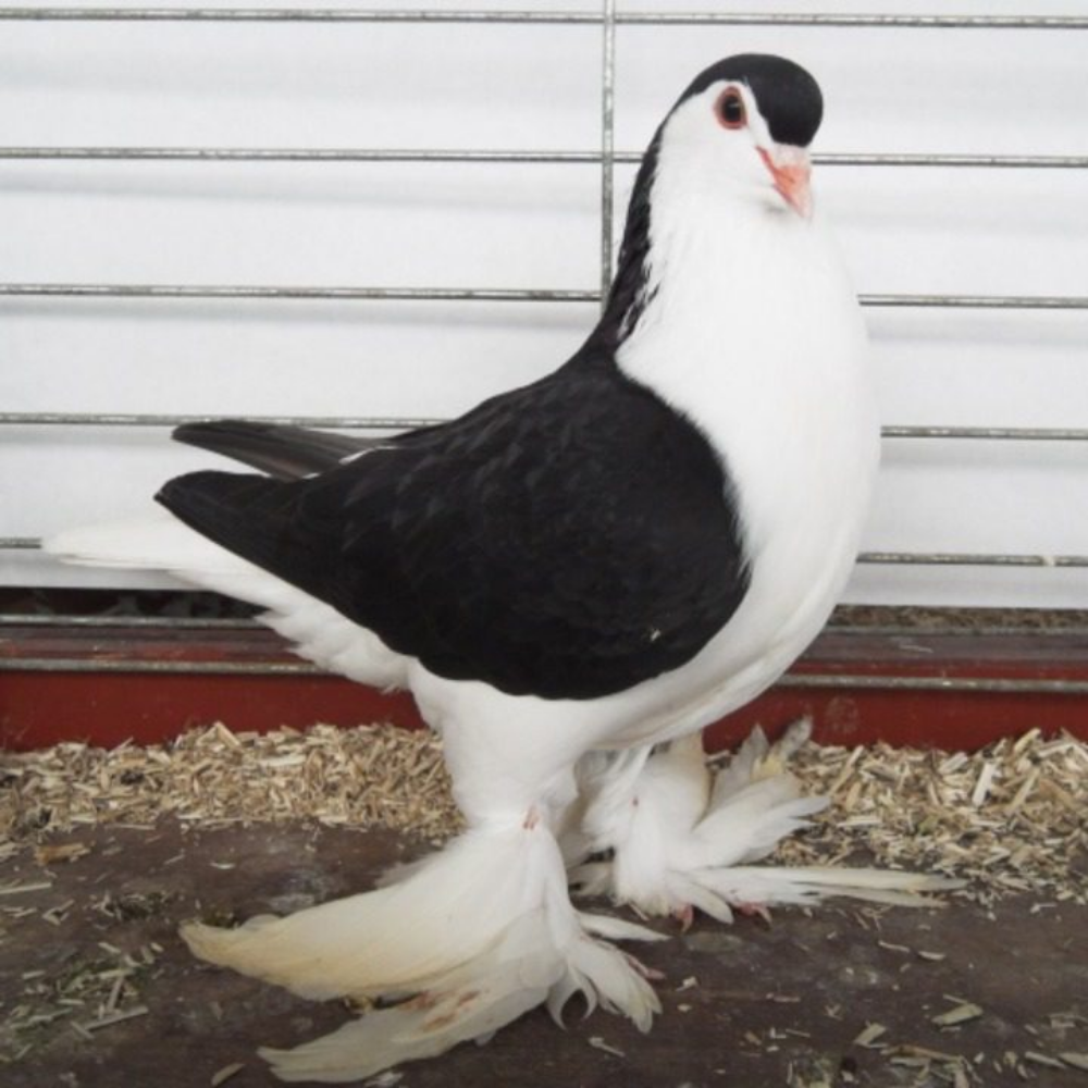 Merpati Lahore