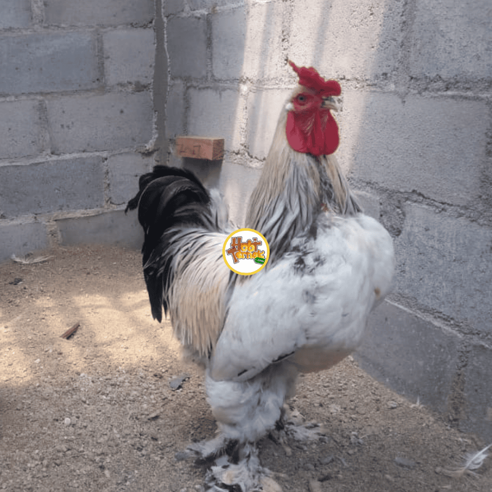 Columbian Light Brahma