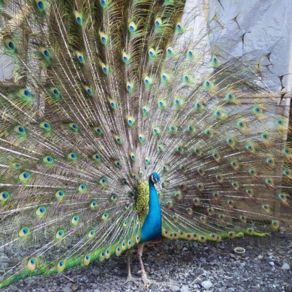 Merak Biru