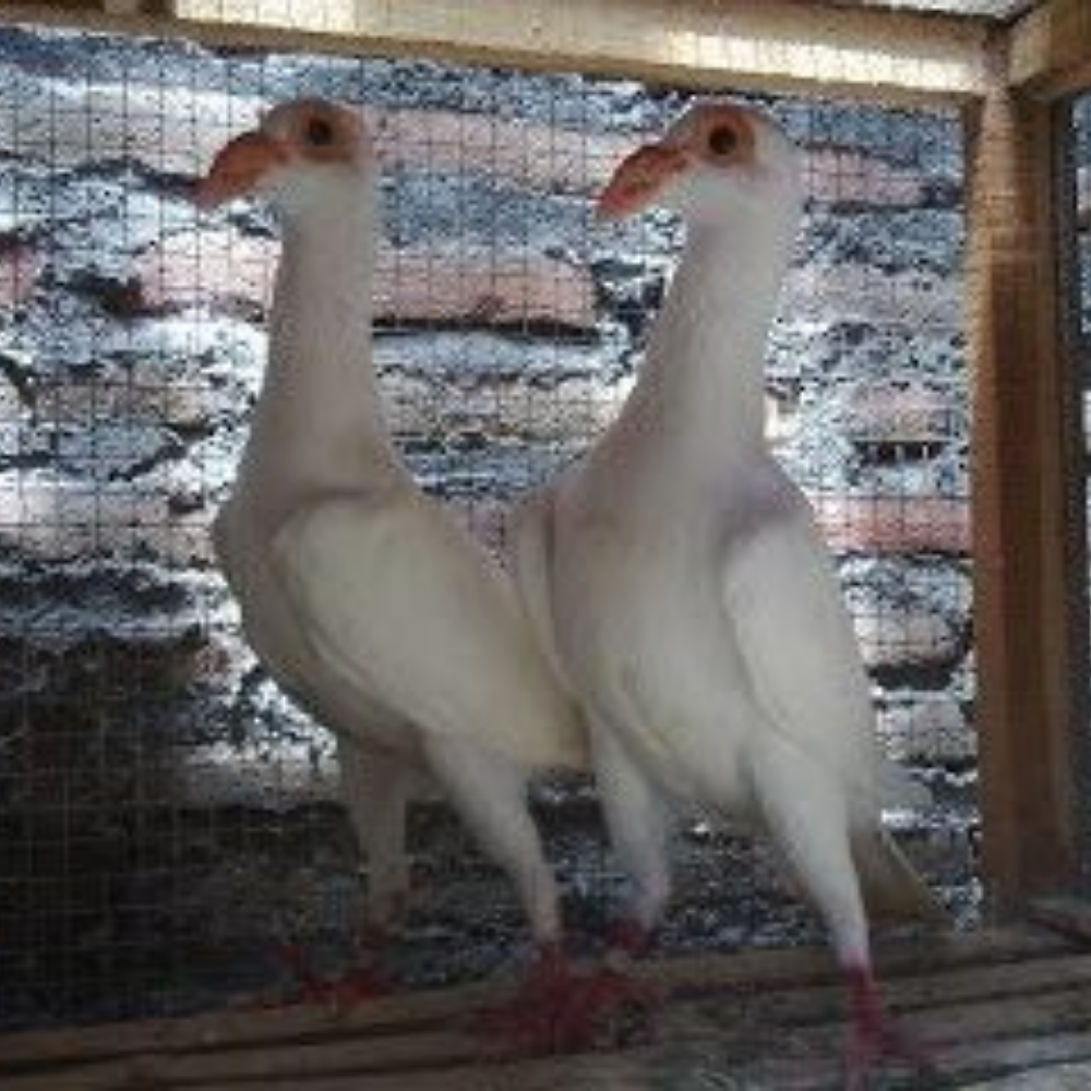 Merpati Carier