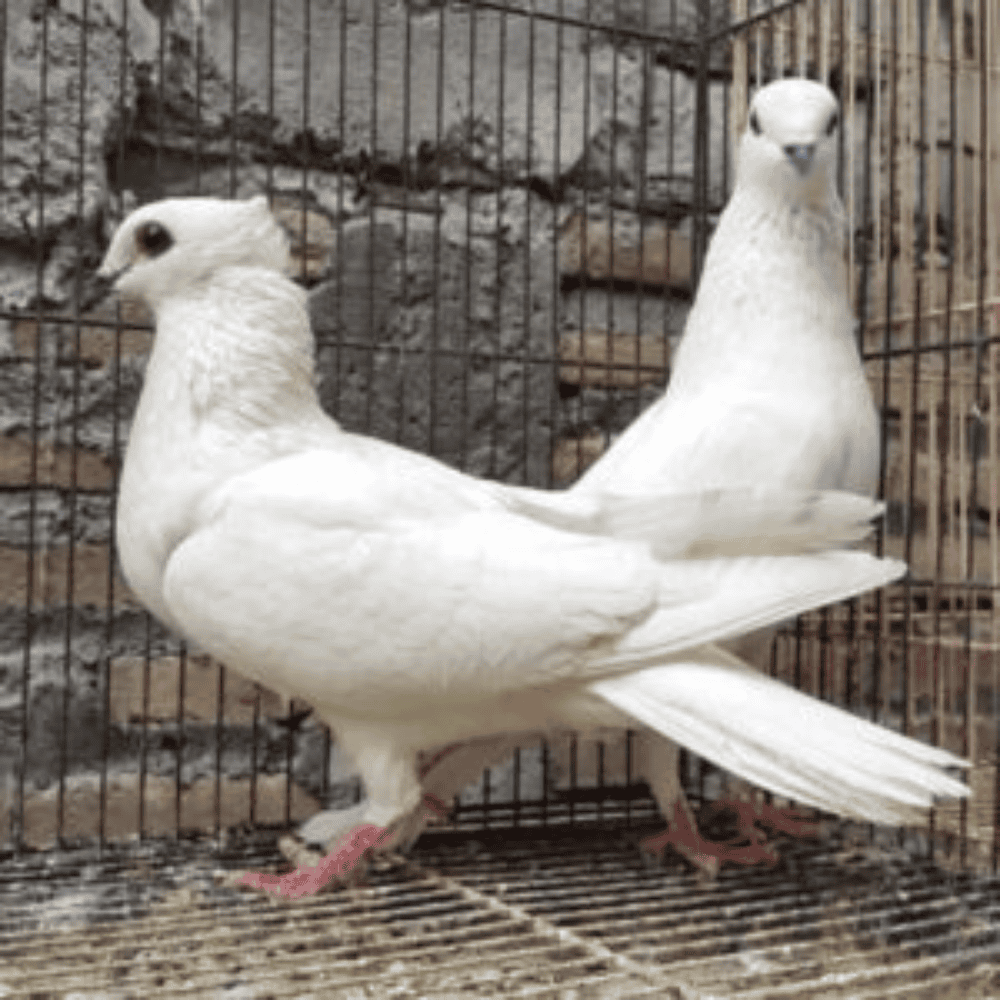 Merpati Jabun