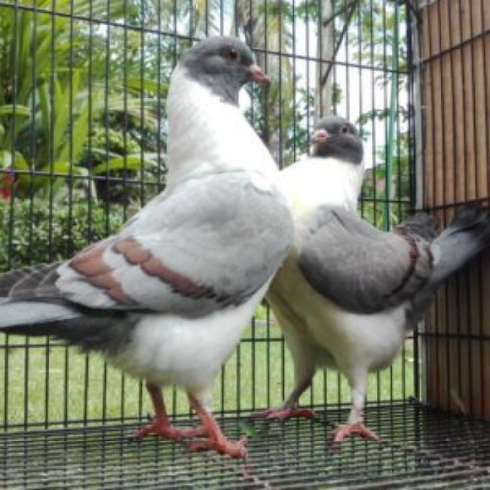 Merpati Modena