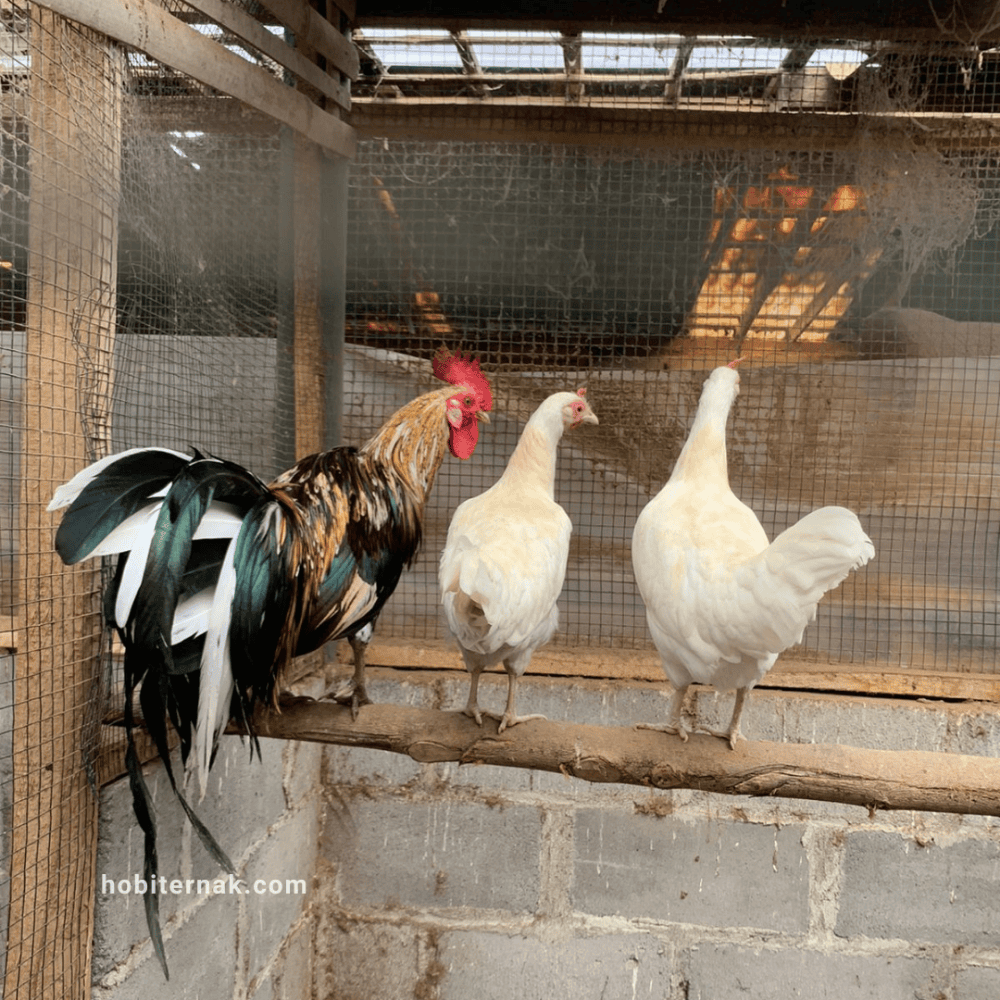 Ayam Onagadori Ekor Panjang