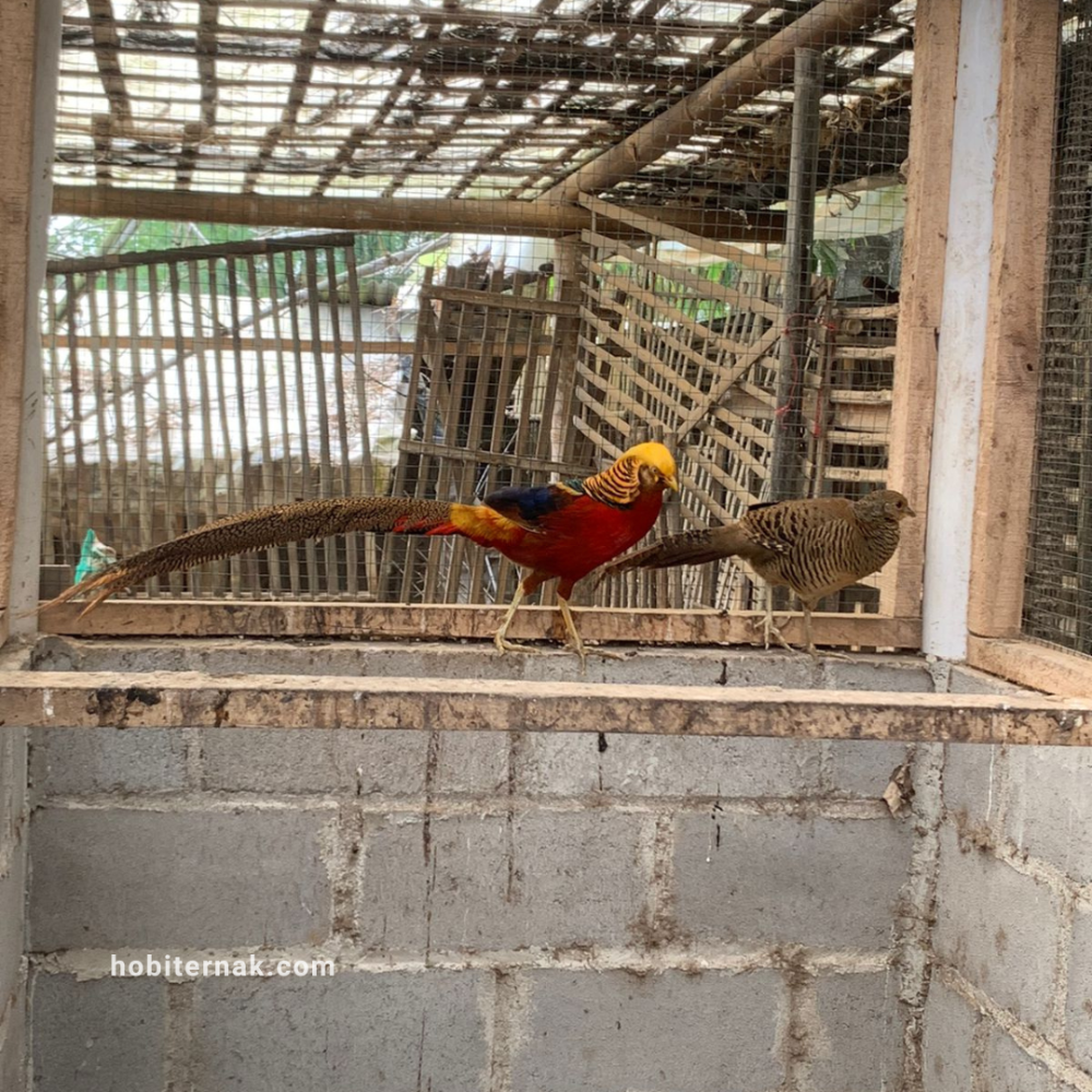 Pheasant
