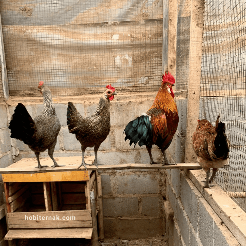 Ayam Phoenix Ekor Panjang
