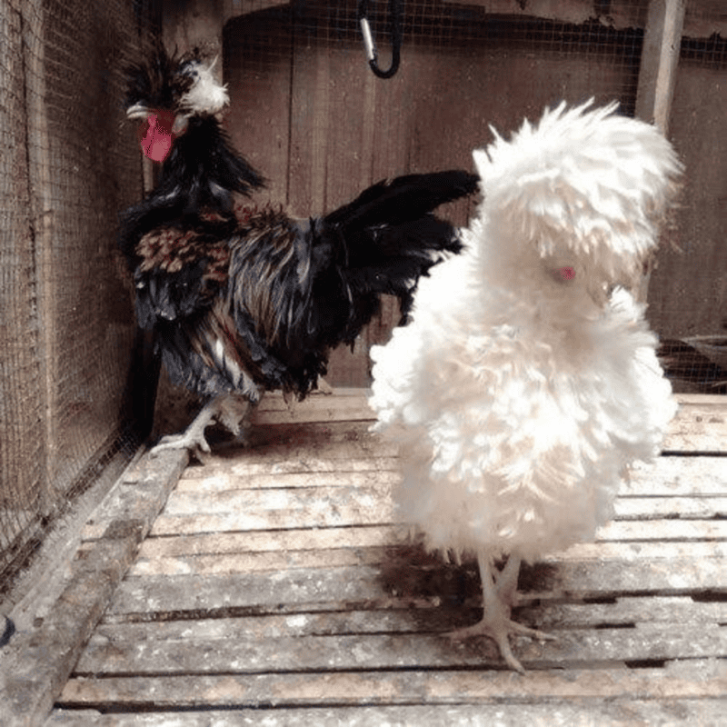 Ayam Poland Walik