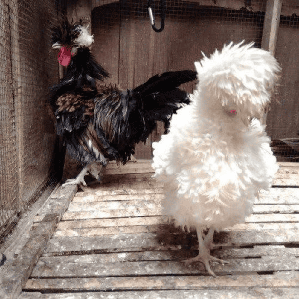 Ayam Poland Walik