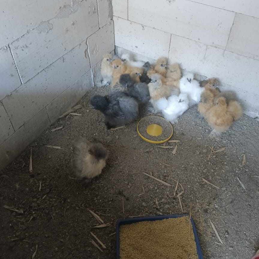 Ayam American Silkie biasanya menghasilkan sekitar 2–3 telur per minggu sehingga lebih sering dipelihara sebagai ayam hias dan koleksi.
