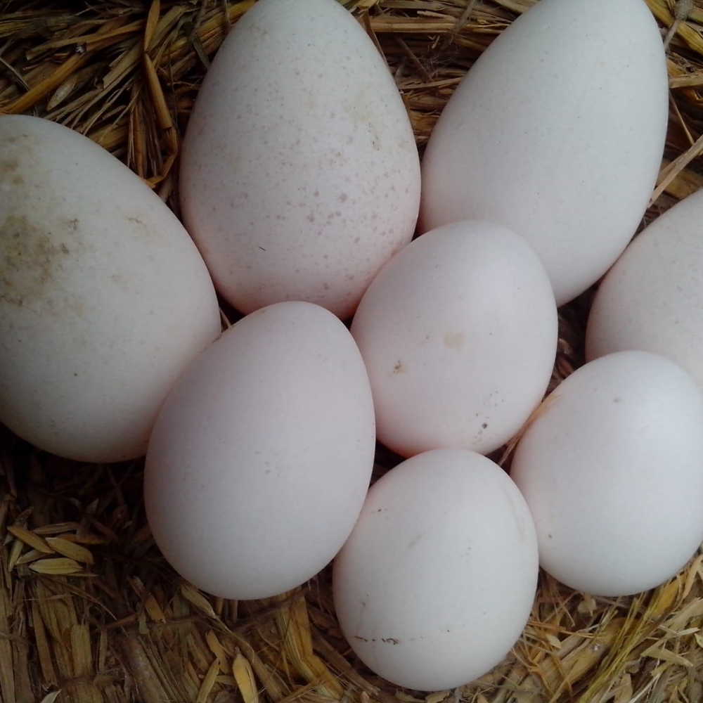 telur ayam hias