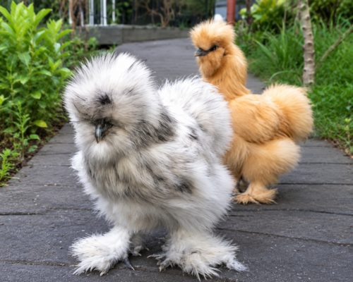 Ayam American Silkie