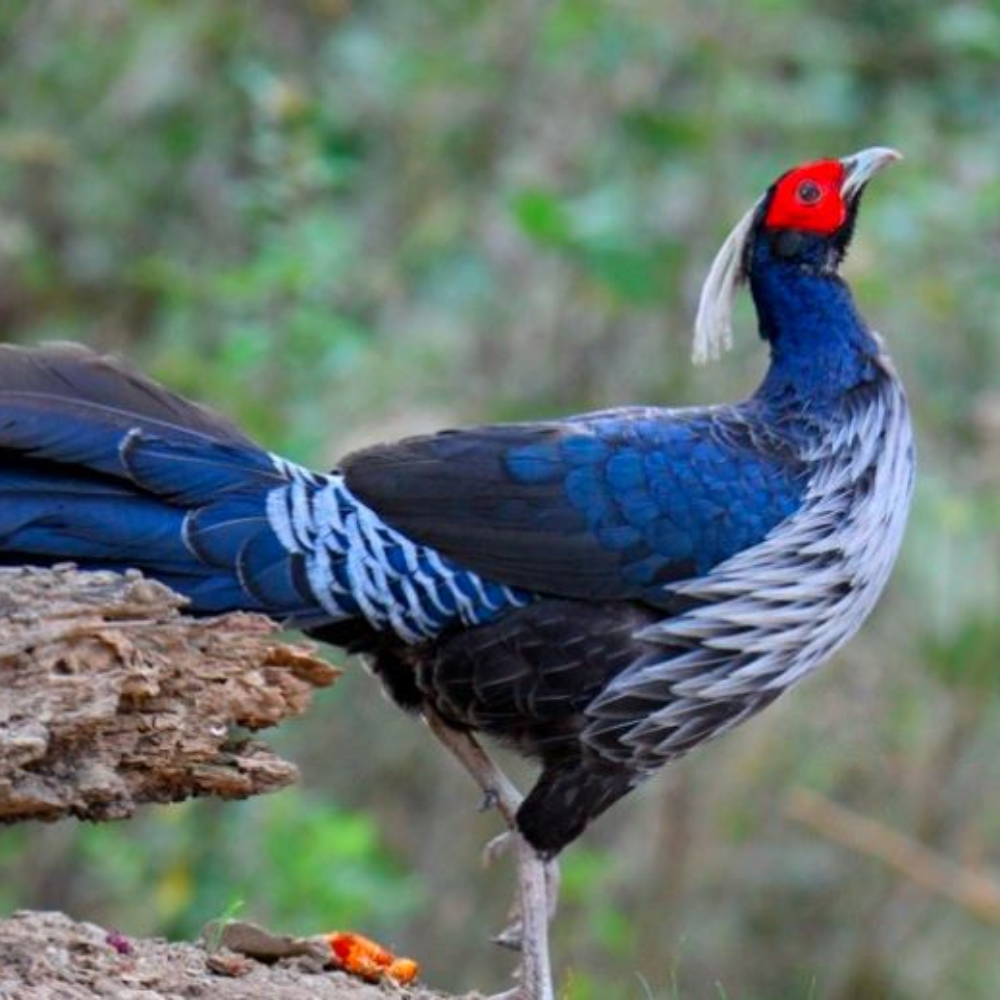 Khalij Pheasant