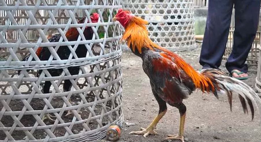 Cara pertama yang dapat dilakukan agar ayam tidak bertarung yakni meletakan pada kandang yang berbeda