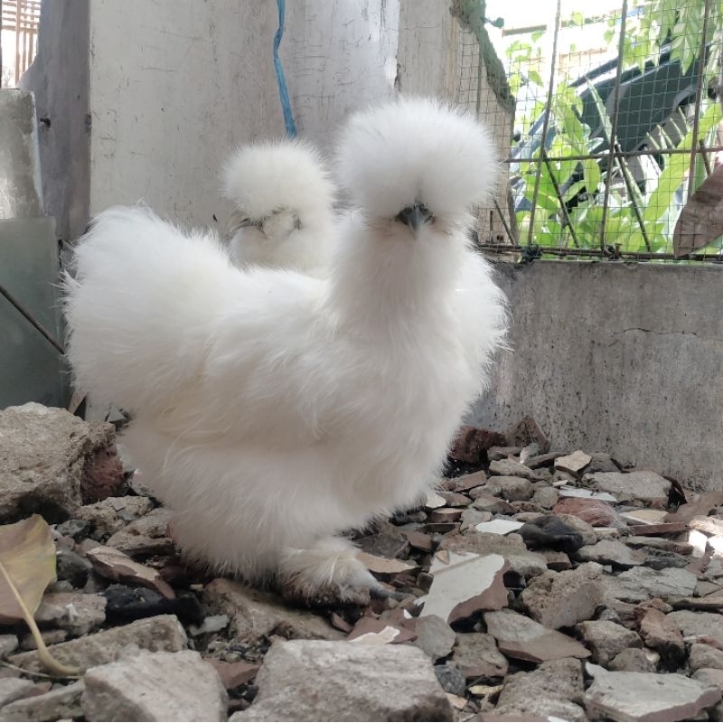 Ayam American Silkie