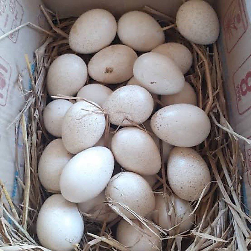 Telur Ayam Ketawa
