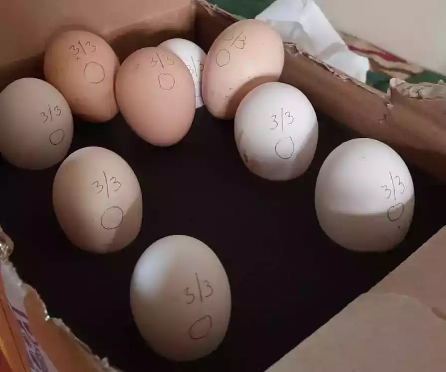 Telur Ayam Phoenix